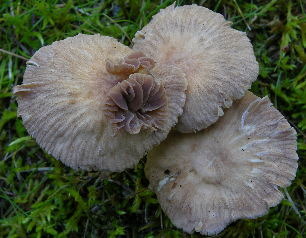 Totofungo...per chi vuole provarci.